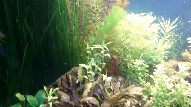 Изменение дизайна в аквариуме 550 л смотреть онлайн