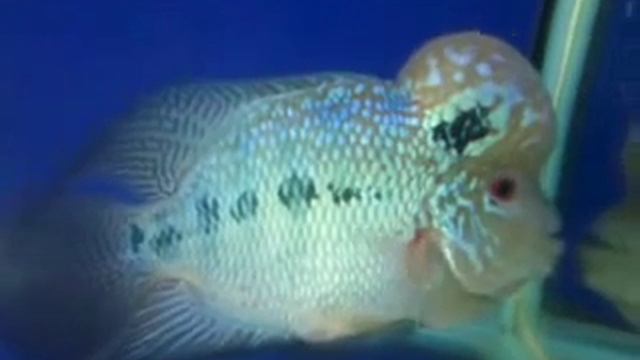 King Kampha (blue Dragon) Flower Horn For Sale