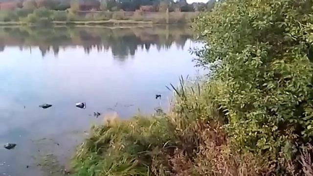 утка нырок смотреть онлайн