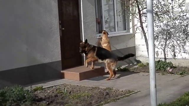 German Shepherd and Malinois (Belgian Shepherd) .МАЛИНУА (бельгийская овчарка) и НЕМЕЦКАЯ ОВЧАРКА. смотреть онлайн