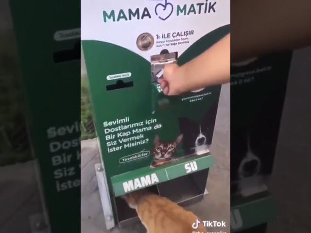 Торговый автомат для кормления бездомных кошек и собак в Турции. смотреть онлайн