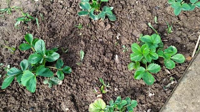 Дача, сезон открыт.Супер подкормка клубники. Готовим ужин с сестрой... смотреть онлайн