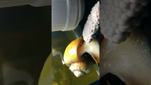 Аквариумные улитки 