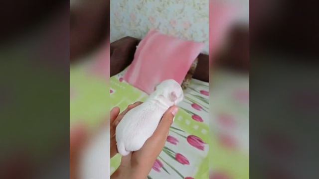 детки чихуахуа 8 дней, Елисей+ Брауни питомник Кастропуло Крым смотреть онлайн