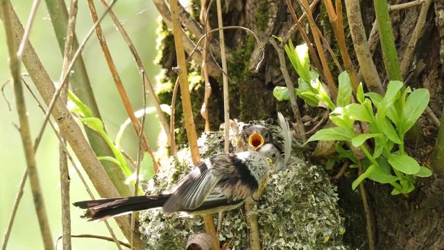 Ополовник. Репортаж у гнезда смотреть онлайн