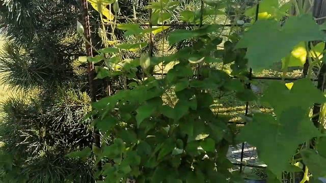 Калина (Viburnum) и Бешеный огурец (Ecballium elaterium). июнь 2022 смотреть онлайн