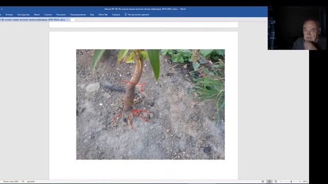 Железов Валерий. Вебинар 183. Будут ли расти персики в Ленинградской области? смотреть онлайн