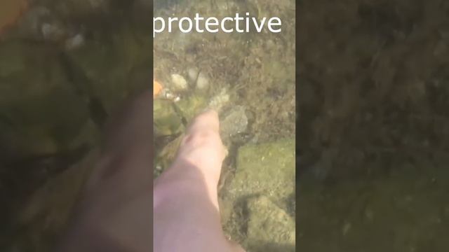 Brave Fish Fights off Intruder. смотреть онлайн
