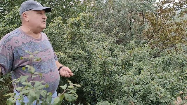 НАШЛИ ДИКИЙ ТЕРН. 100 ЛАЙКОВ И МЫ ГОТОВИМ ВАРЕНЬЕ!!! смотреть онлайн