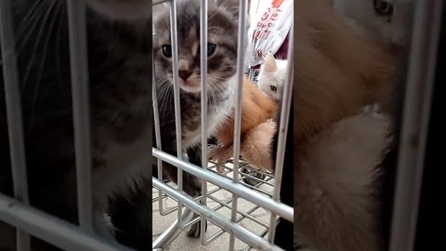 Спасение котят. Забрали у коробочницы смотреть онлайн