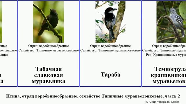 Птица, отряд воробьинообразные, семейство Типичные муравьеловковые, часть 2 муравьянка эсперито смотреть онлайн