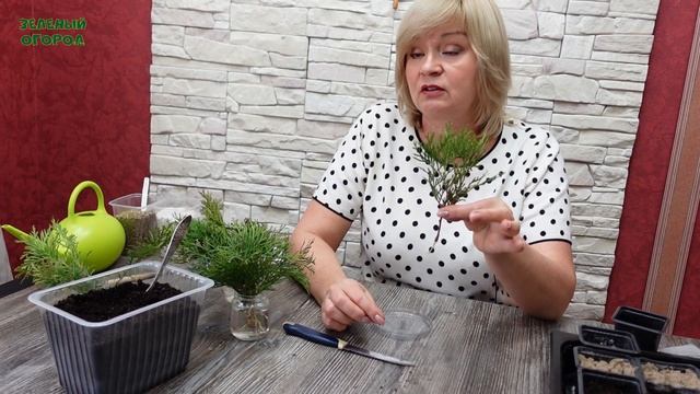 Вырастить ТУЮ из ЧЕРЕНКОВ совсем не сложно! Советы от ЗЕЛЕНОГО ОГОРОДА! смотреть онлайн