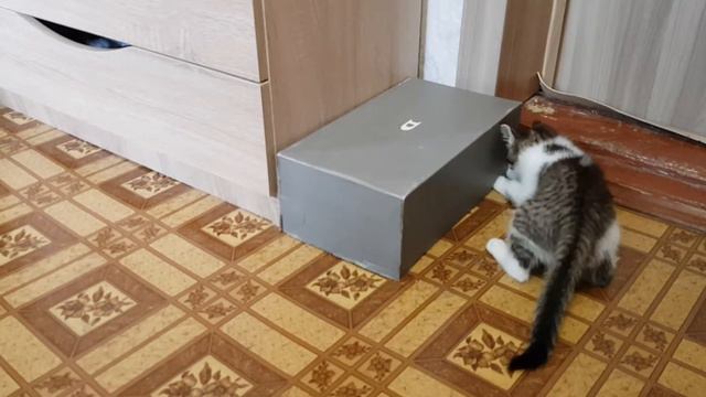 Що ж там в коробці?) Мірея ніколи не здається). #милікотики смотреть онлайн