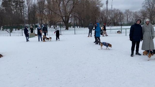 100 Биглей В Одном Месте. Бигле - Встреча / 100 Beagles In One Place. Beagle - Meeting. смотреть онлайн