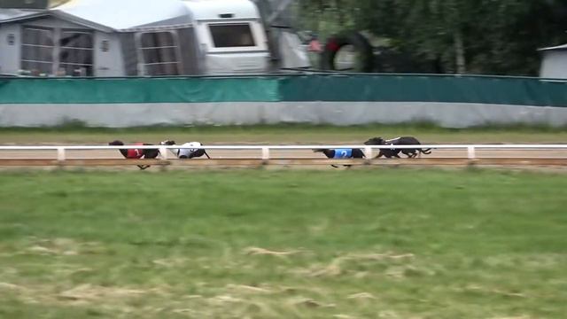 Greyhound Veteran SM Semifinal 1 смотреть онлайн