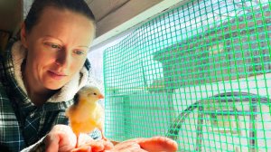 Как у нас получилось вывести первых цыплят! Строим парковку у дома.