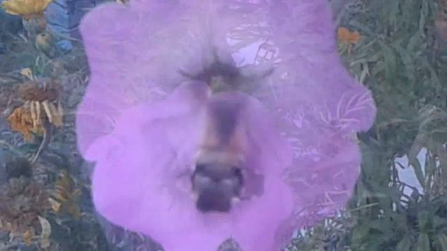 Бабочка языкан-бражник смотреть онлайн