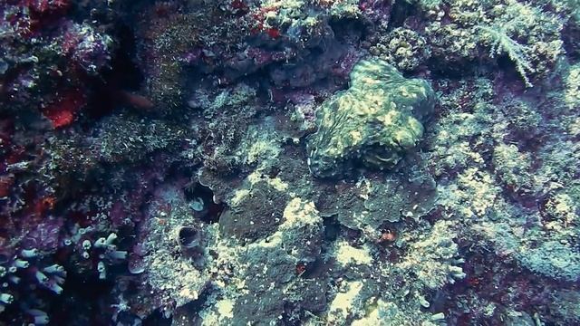 Интересные факты об осьминоге(Interesting facts about the octopus). смотреть онлайн