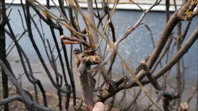 КАК СДЕЛАТЬ ЖИВУЮ ИЗГОРОДЬ смотреть онлайн
