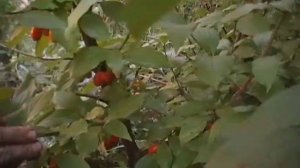 Плодоношение четырёхлетнего кизила