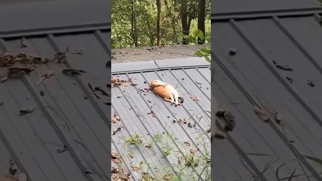 Лямур.#shorts #животные смотреть онлайн