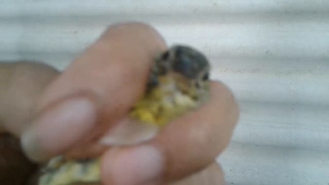 Ciri Ciri Kolibri Jantan Dan Betina