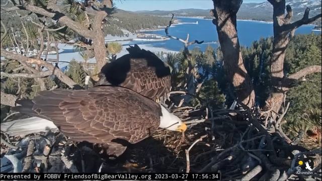 Jackie & Shadow March 26th-28th Review - Lots to see… check it out for more… Big Bear Valley Eagles смотреть онлайн