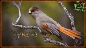 Голоса птиц Как поёт Кукша (Perisoreus infaustus).mp4