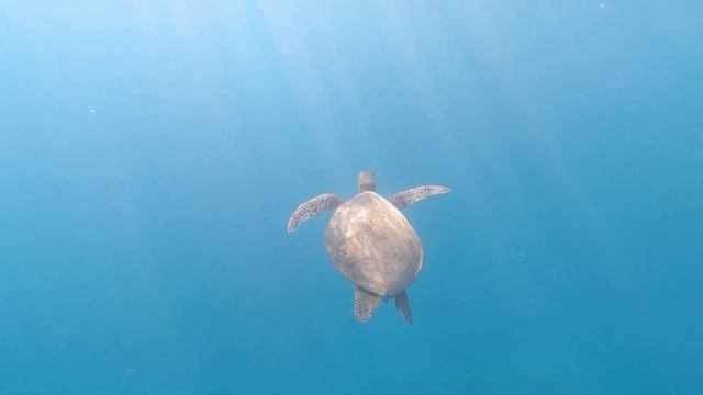Dive and discover the Great Barrier Reef, uncover the world below 🐠 смотреть онлайн