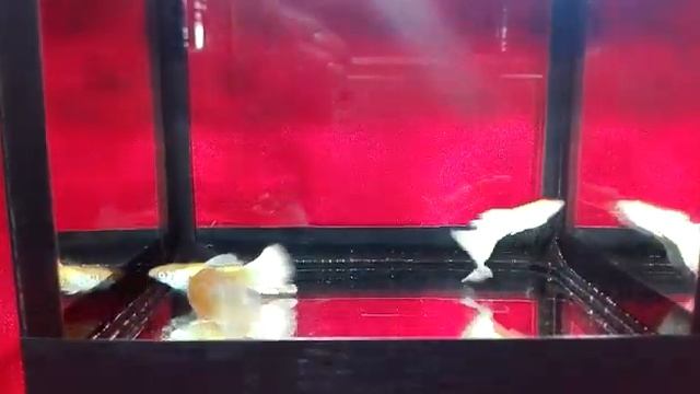 Гуппи Платина Альбинос (Guppy Full Platinum Albino) смотреть онлайн