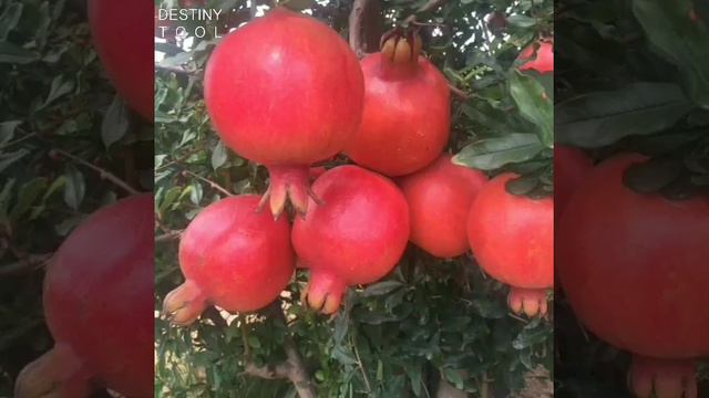 Anamika plant nursery смотреть онлайн