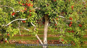 Что можно посадить рядом с яблоней