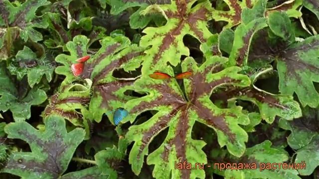 Тиарелла сердцелистная Орегон Трейл (tiarella) ? обзор: как сажать, рассада тиареллы Орегон Трейл смотреть онлайн