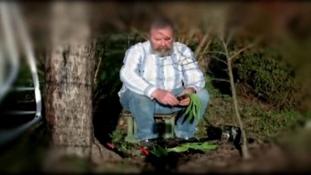 Как выращивать Медвежий лук. Черемша смотреть онлайн