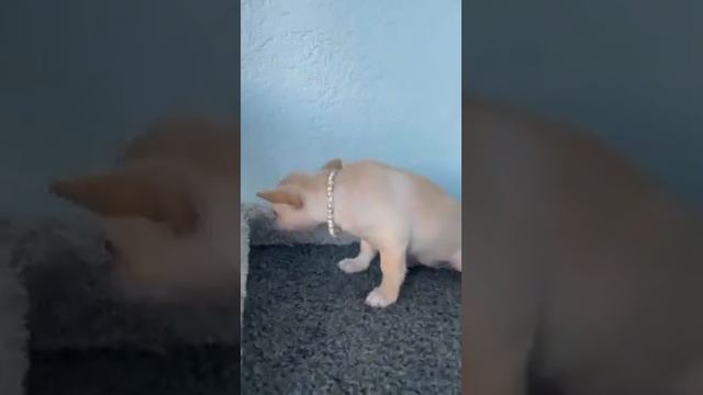 зарезервирована Яшма Нежная Мия, чихуахуа,дочь нашего Елисея чемпиона России, Алушта СимферопольКры смотреть онлайн