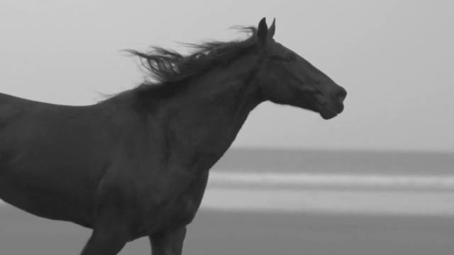 Залипатильное видео про лошадей. Красивые лошади . Бег лошадей. смотреть онлайн