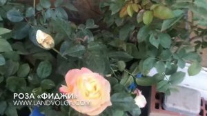Роза чайно-гибридная. Роза чайная. Роза Фиджи. Сорта роз. Ландволга. Ландшафт на Волге
