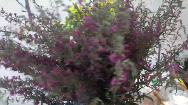 7 июля. У меня выходной от полива огорода. Сын наловил рыбы и накосил чабреца. смотреть онлайн