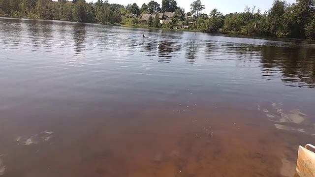 Кормим рыб слепнями! Сразу показались окуни с лодонь и плотвицы!.. смотреть онлайн