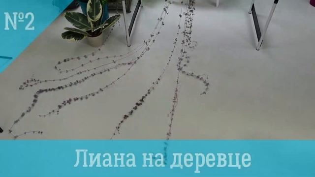 Три способа выращивания домашней лианы Церопегия Вуда: кокедама, опора, дуга смотреть онлайн