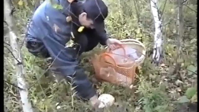 Грибы Подосиновики. Белые волнушки в лесу Рябцево. Смоленск. смотреть онлайн