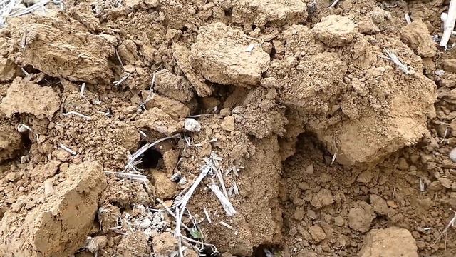 MINELAB GPX | Metal detecting Quick Dig ! смотреть онлайн