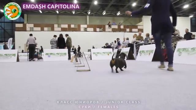 WUT JUBILEUM SHOW 2017. Такса стандартная гладкошерстная. Юниоры. Суки. Сравнение на Best junior. смотреть онлайн