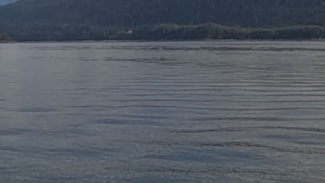 Круиз по Аляске, США. Джуно- столица штата. Ледники. Где живут киты? |Juneau Alaska, Royal Caribbea смотреть онлайн