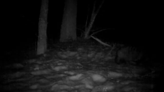 13.04.12. Рыбный день. Енотовидные собаки смотреть онлайн