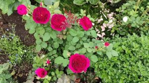 Роза Кейт( Kate, D. Austin, 2012г.)