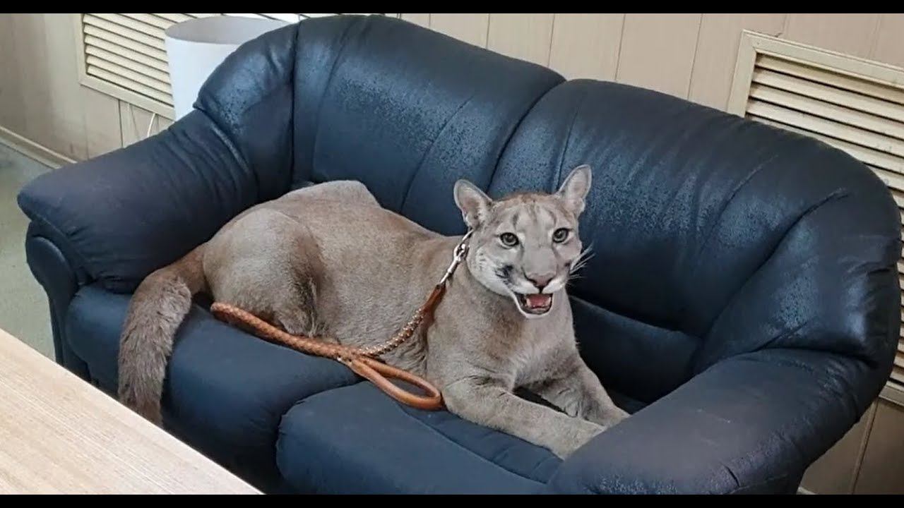 Месси на работе. Пума Месси - сын директора.