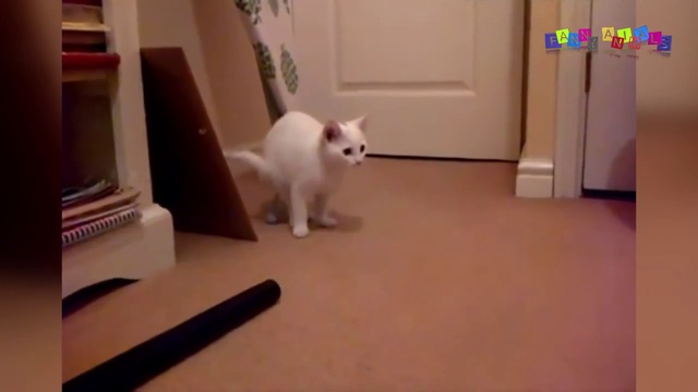 Кошки и принтеры. смотреть онлайн