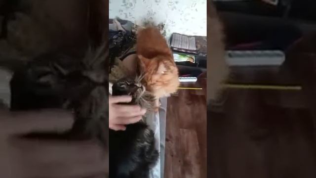 утро начинается не с кофе, а с мейн кунов смотреть онлайн