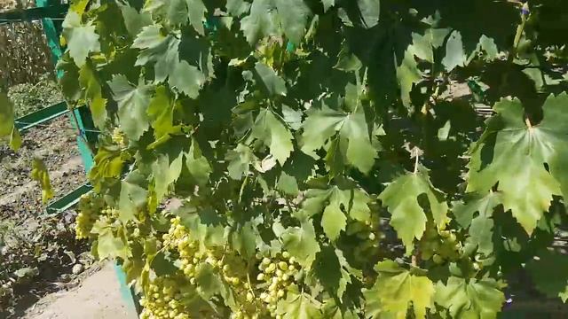 Виноград на 5 августа, урожай Преображения, лучший сорт для продажи, формировка по "Тбилисски" смотреть онлайн